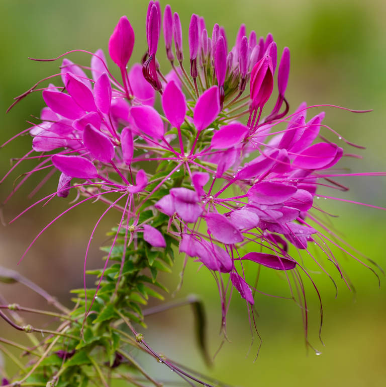 Beautiful,Flowers,Of,Cleome,In,Blured,Background