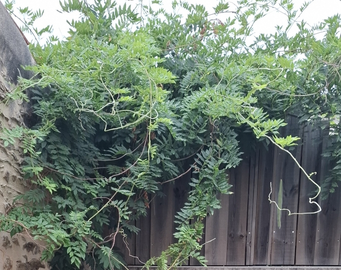 Jardin 600